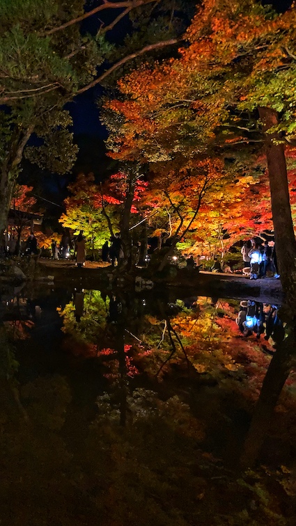 弥彦公園もみじ谷 夜の紅葉狩り グルメと旅と新潟